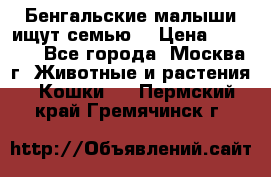 Бенгальские малыши ищут семью) › Цена ­ 5 500 - Все города, Москва г. Животные и растения » Кошки   . Пермский край,Гремячинск г.